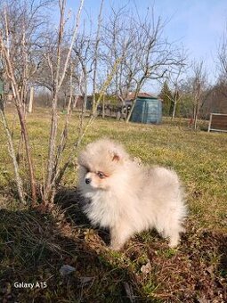 Pomeranian