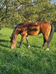 Welsh cob klisna