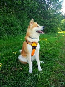 Akita inu k pokrytí - 1