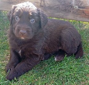 Flat coated retriever/zlatý retrívr štěňata