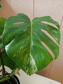 Monstera