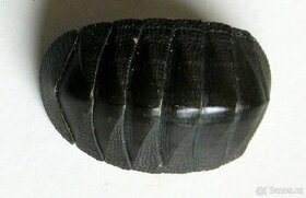 Chiton - chroustnaka - 1