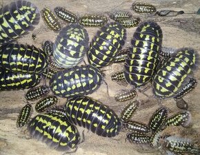 Armadillidium Gestroi