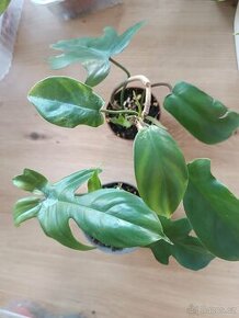 Philodendron Florida Green