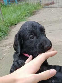 Štěňátka flat coated retriever s PP (otec import Finsko)