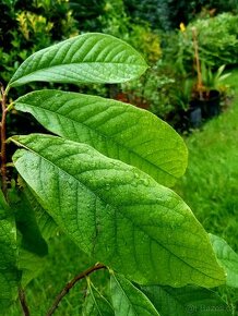 Paw- Paw, Asimina triloba, Muďoul, stromky, stromy - 1