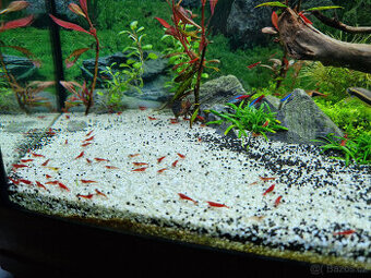 Krevetky Neocaridina Red Cherry