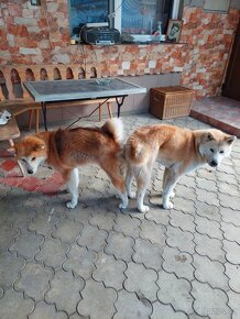 Akita inu steniatka