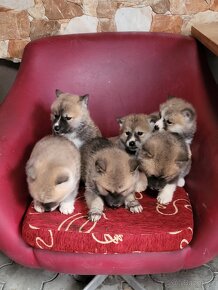 Akita inu steniatka