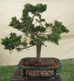 Prodám bonsai - 1