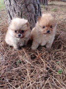 Pomeranian Boo bez pp štěňátka