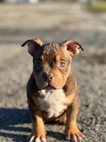 American Bully pocket ABKC