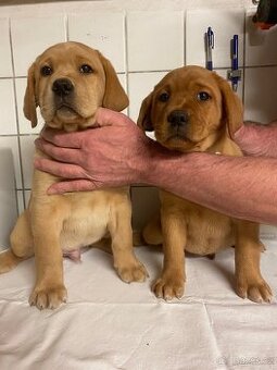 Štěňátka labradorského retrievera