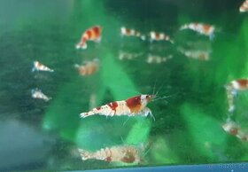 Krevetky Caridina red crystal - 1