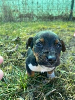 Jack russel štěňátko - 1