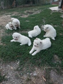 Samojed - 1