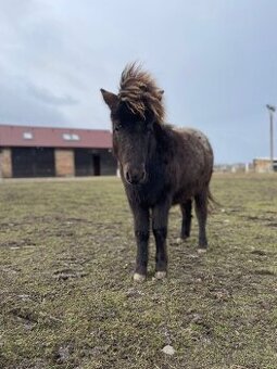 Pony hřebeček