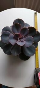 ECHEVERIA LILACINA