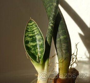 Sukulent, tchynin jazyk, Sansevieria