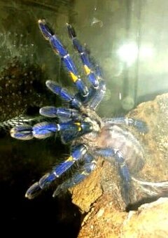 Poecilotheria metallica