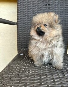 Pomeranian pomerian bez PP, po matke s PP- posledná fenka - 1