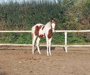 prodám klisničku podílovou american  paint horse.