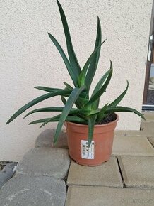 Sazenice aloe vera