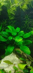 Anubias zakrslý - Anubias barteri var. nana - 1