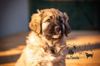 Kavkazsky pastevecky pes -  FCI - Caucasian shepherd dog