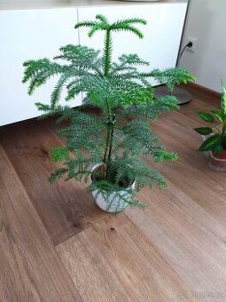 Blahočet ztepilý Araucaria