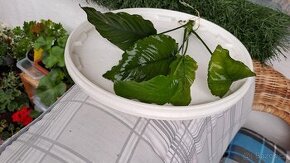 ANUBIAS výška cca 22 cm PRODÁM