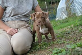 american bully - 1