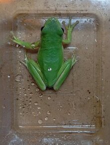 Hyla cinerea 0.0.2 - 1