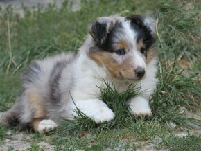 Šeltie - Sheltie - fenka bez PP