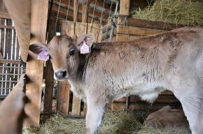 Býčci brown swiss 100%