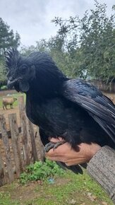 Kohout Ayam Cemani