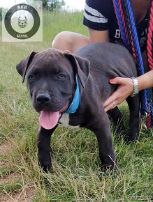 Štěňata American Bully XL/XXL Bloodline DDK9