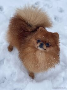 Pomeranian mini spic