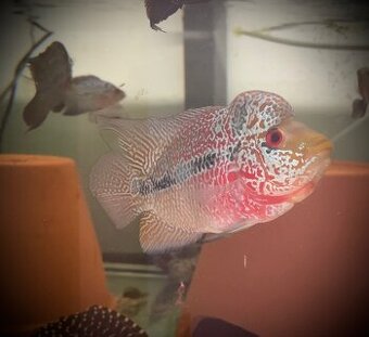 Flowerhorn Super Red Dragon - 1