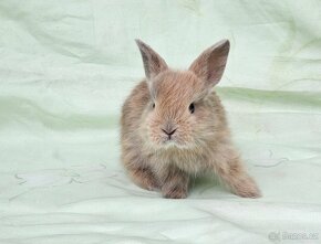Zakrslý králík - prodám zakrslé králíčky různé barvy