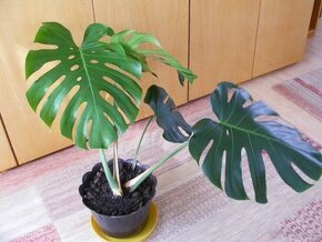 Monstera pokojová rostlina