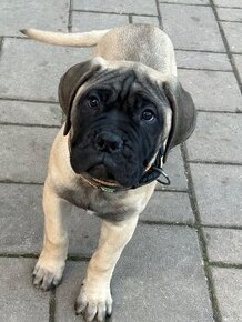 Bulmastif, bullmastiff šteniatka