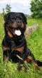 Rotvajler, rottweiler, RTW s PP – KE KRYTÍ