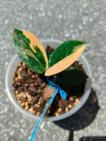 Zamioculcas Zamiifolia Variegata - 1