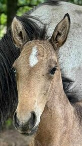 Lusitano hřebeček