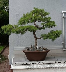 Borovice lesní (Pinus sylvestris) bonsai