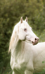 super nabídka připouštění pony , př pro tohoto skvělého