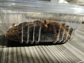 Brachypelmy a Chromatopelma