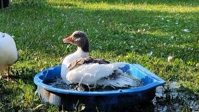 Prodám husy a housery pomořanky