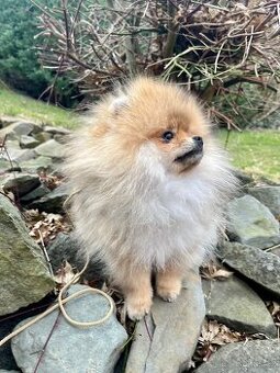 Pomeranian s PPFCI